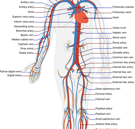 Oferta z zakresu kardiologii proponowana w ośrodku medycznym Sports Medic